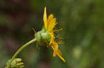 Kidneyleaf rosinweed